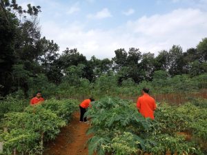 Cabai Terpedas Hasil Tanaman STT Diakonos